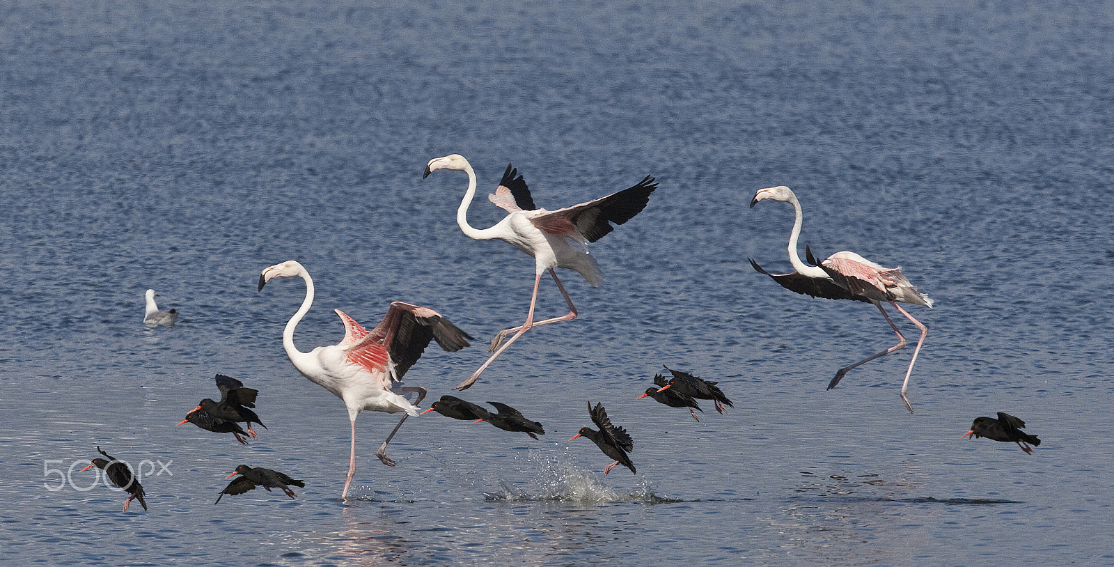Canon EF 400mm F2.8L IS USM sample photo. Trios photography
