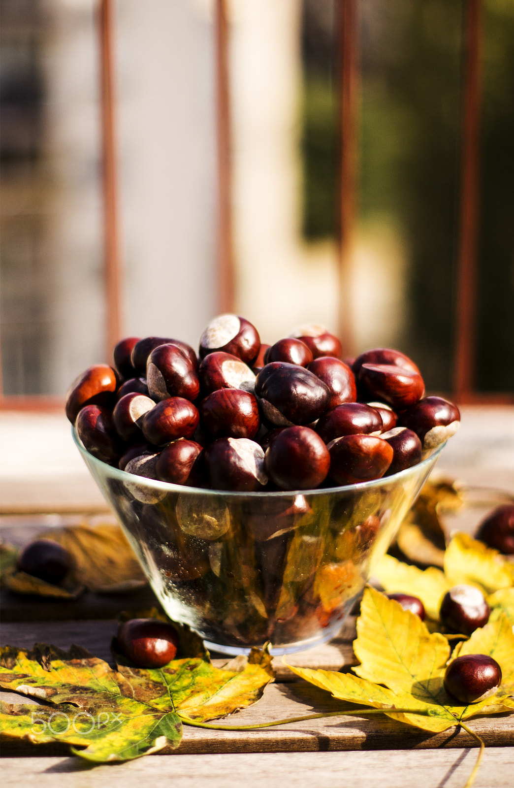 Sony SLT-A55 (SLT-A55V) sample photo. Autumn chestnuts photography