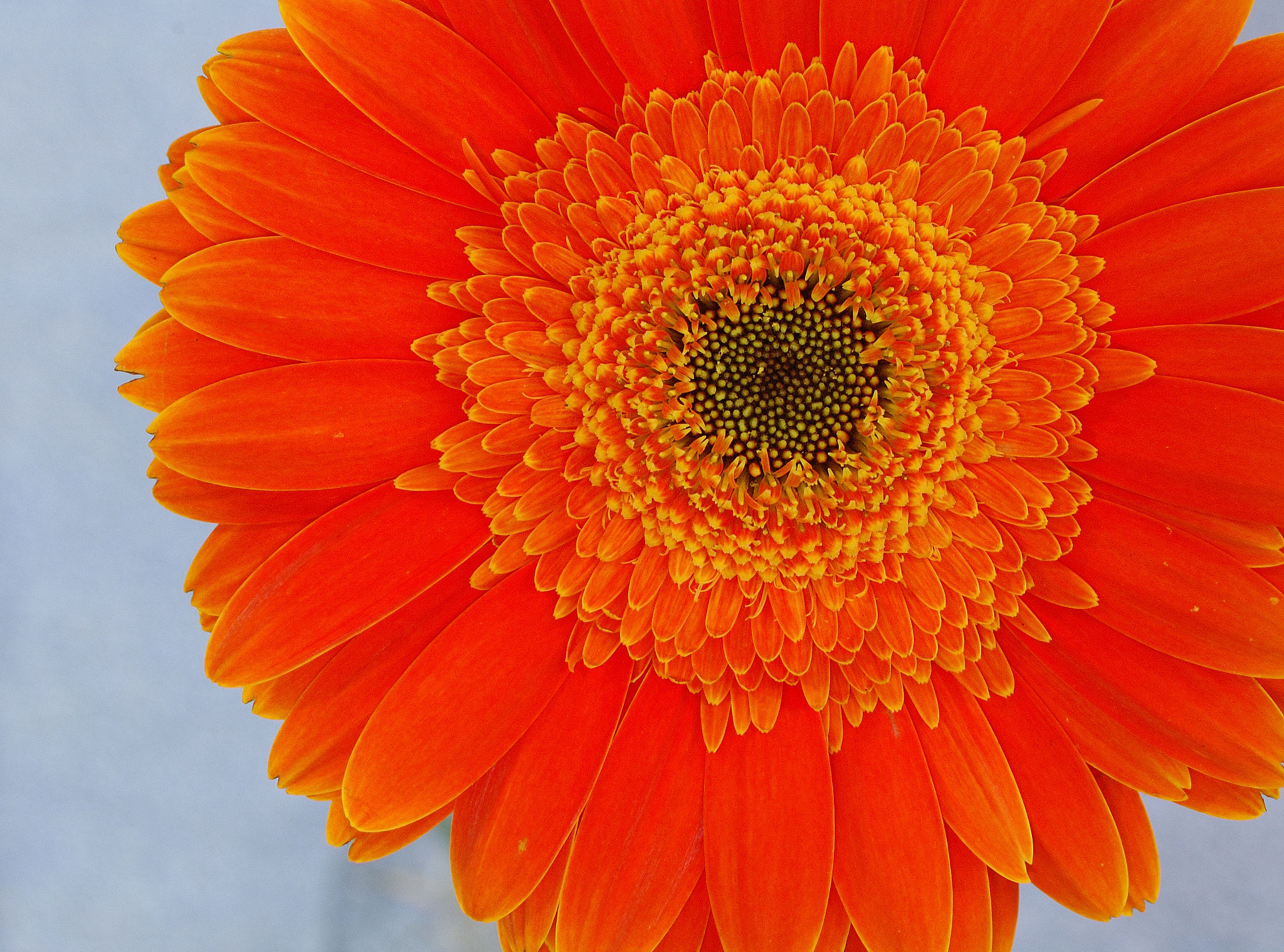Nikon D70s + Sigma 105mm F2.8 EX DG Macro sample photo. Orange flower photography