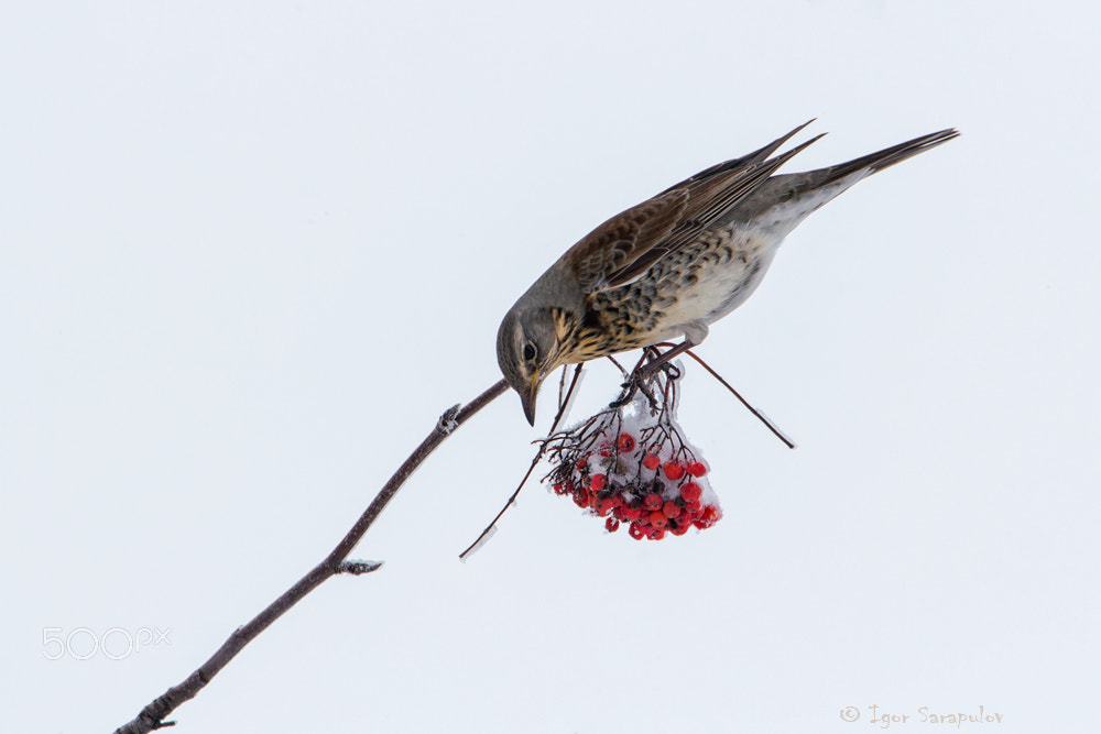 Canon EF 70-300mm F4-5.6L IS USM sample photo. Turdus pilaris photography