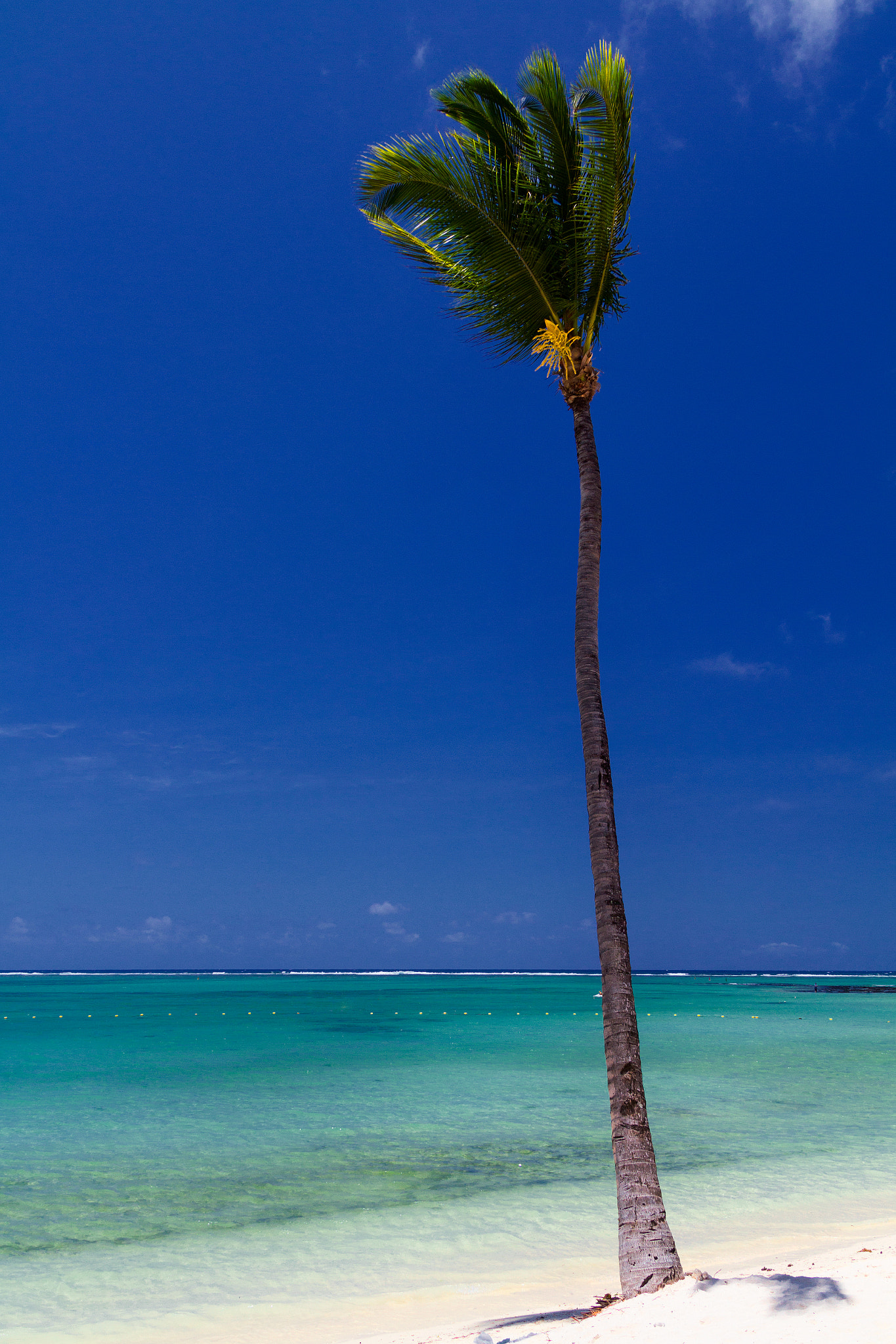 Sigma 18-50mm f/2.8 Macro sample photo. Palm tree on an indian ocean beach at belle mare m photography