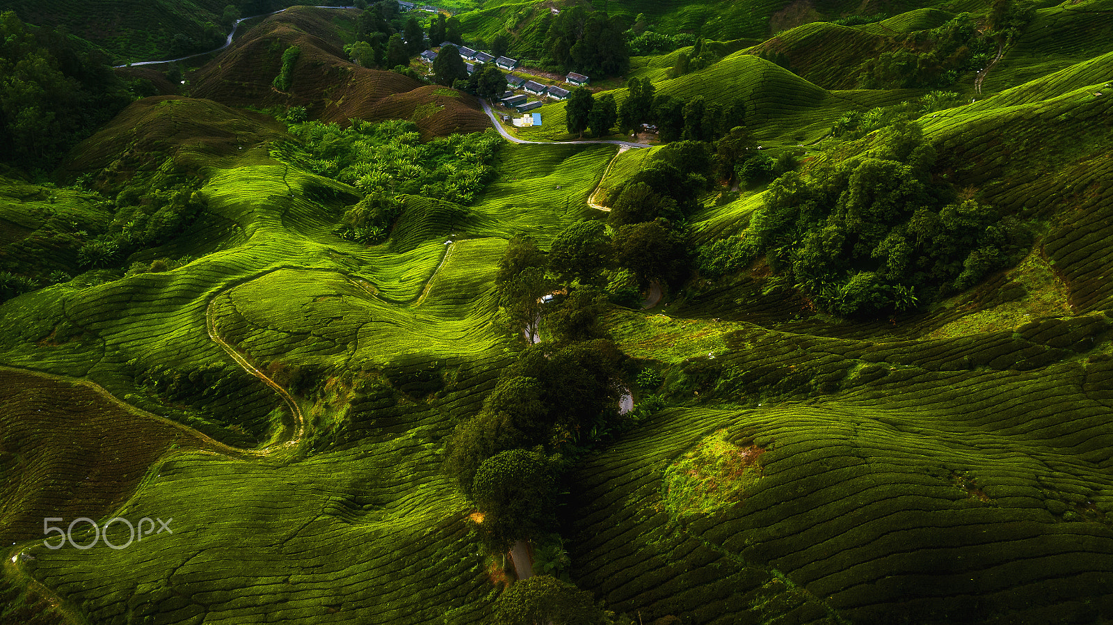 DJI FC550 sample photo. Magical cameron highland an aerial perspective photography