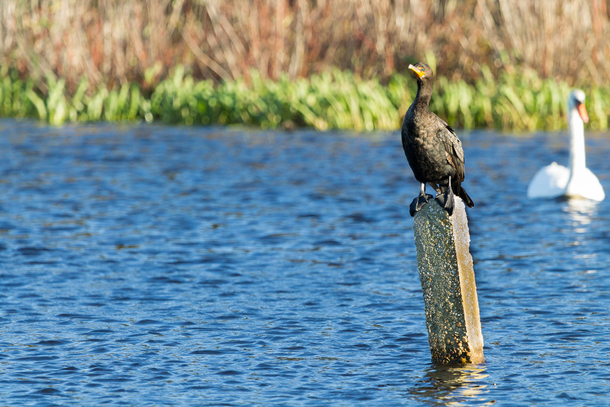 Canon EF 100-400mm F4.5-5.6L IS USM sample photo. Double-crested cormorant photography