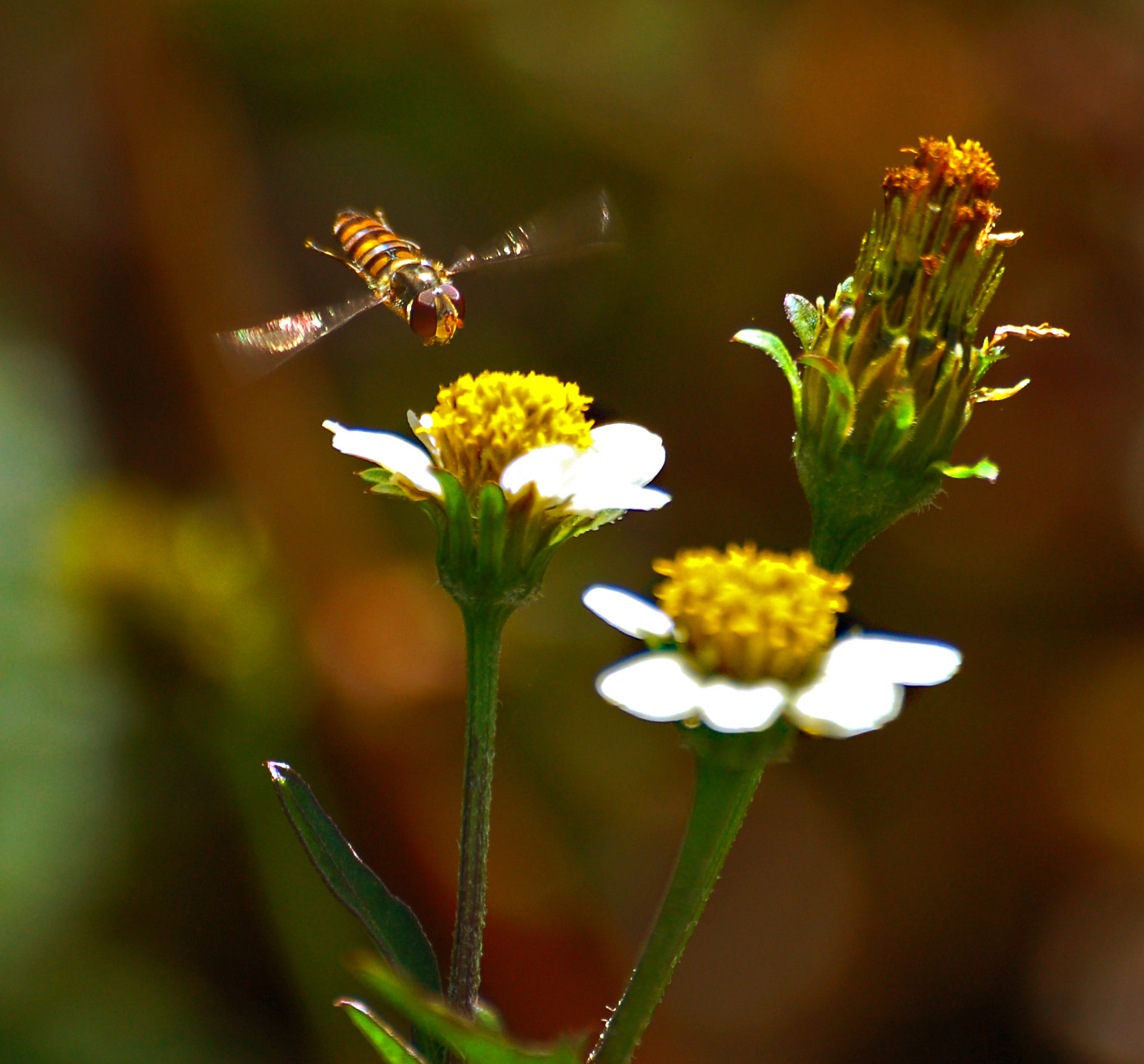 Nikon D50 sample photo. Flight photography