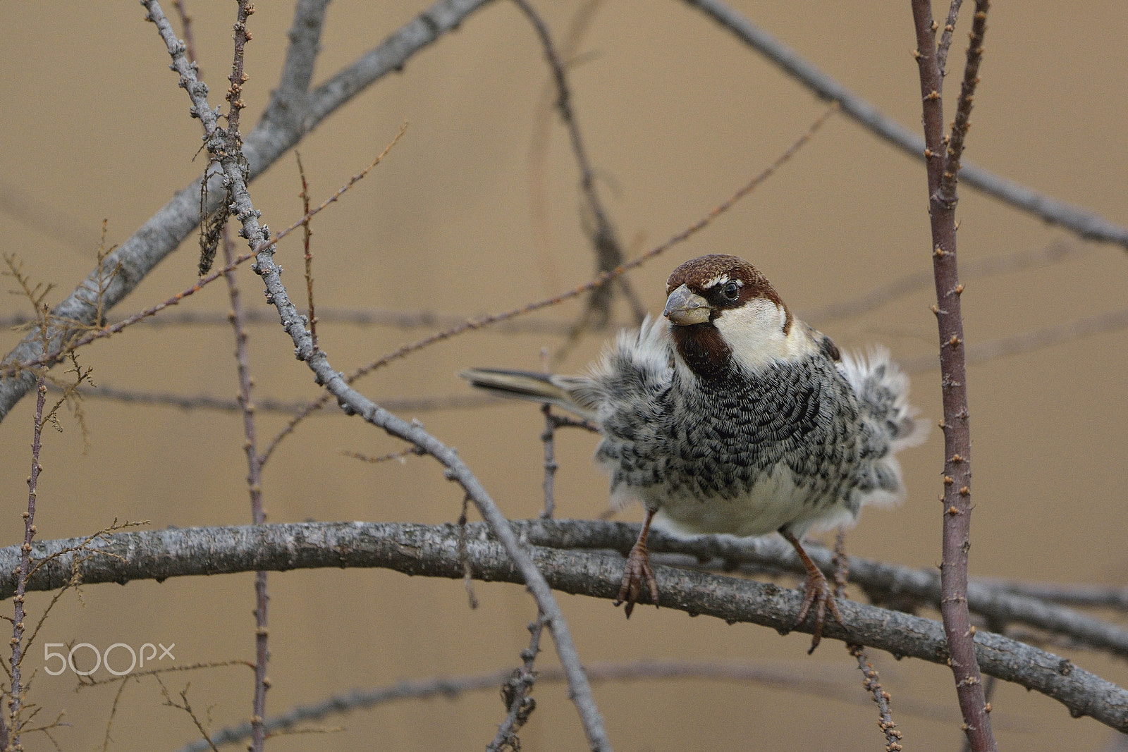 Nikon D7100 + Nikon AF-S Nikkor 500mm F4G ED VR sample photo. Spanish sparrow photography