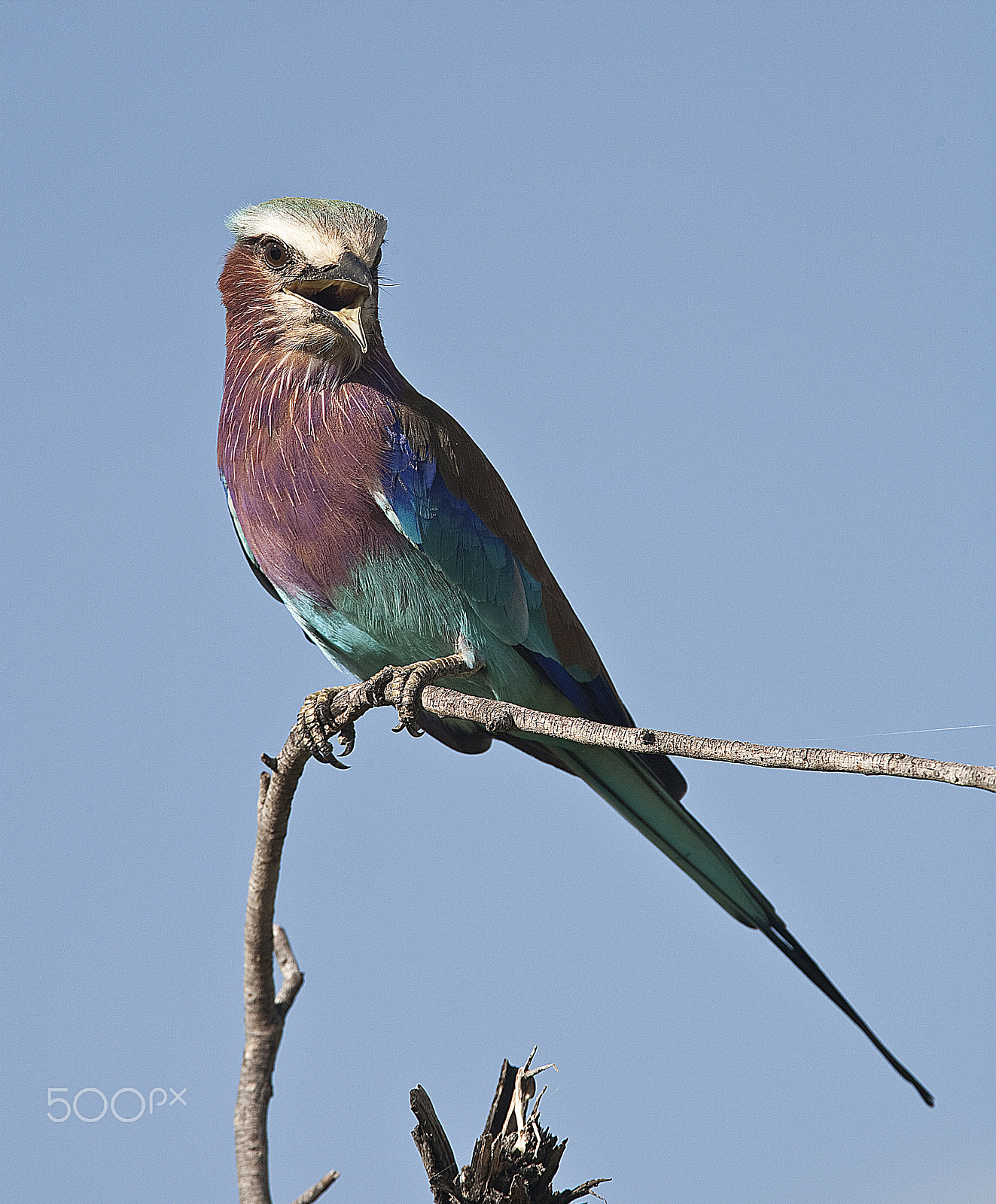 Canon EOS 5D sample photo. Lilasc breasted roller hwange photography