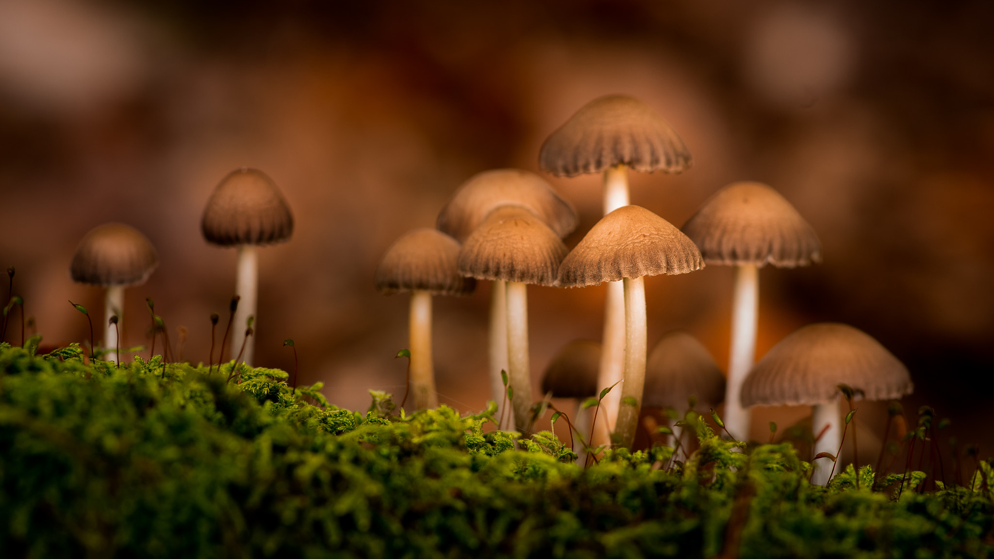 Pentax smc D-FA 100mm F2.8 Macro WR sample photo. Autumn | time of mushrooms photography