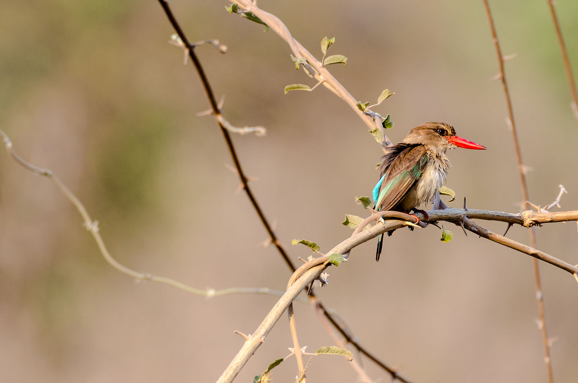 Nikon AF-S Nikkor 200-500mm F5.6E ED VR sample photo. Brown headed kingfisher photography