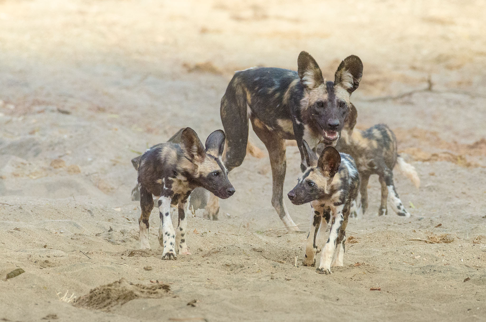Nikon AF-S Nikkor 200-500mm F5.6E ED VR sample photo. African wild dog photography