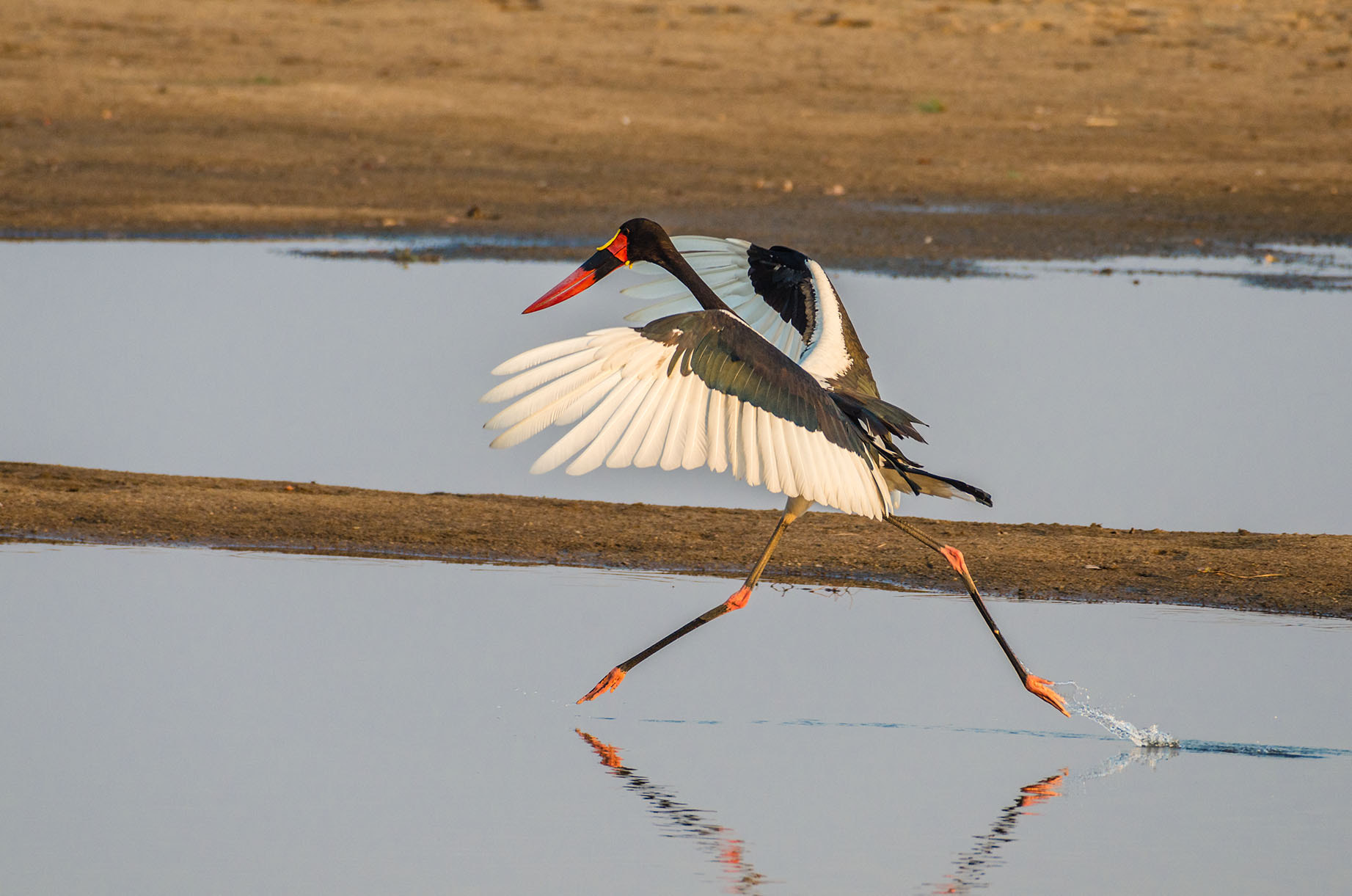 Nikon AF-S Nikkor 200-500mm F5.6E ED VR sample photo. Saddle billed stork photography