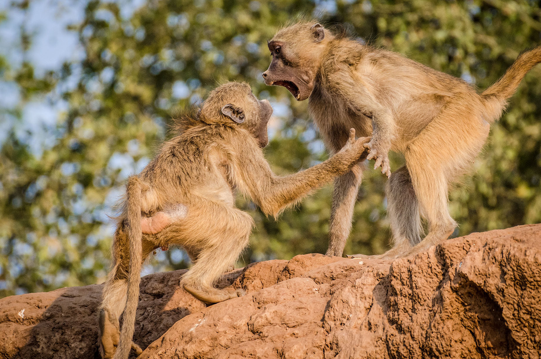 Nikon AF-S Nikkor 200-500mm F5.6E ED VR sample photo. Baboons play fighting photography
