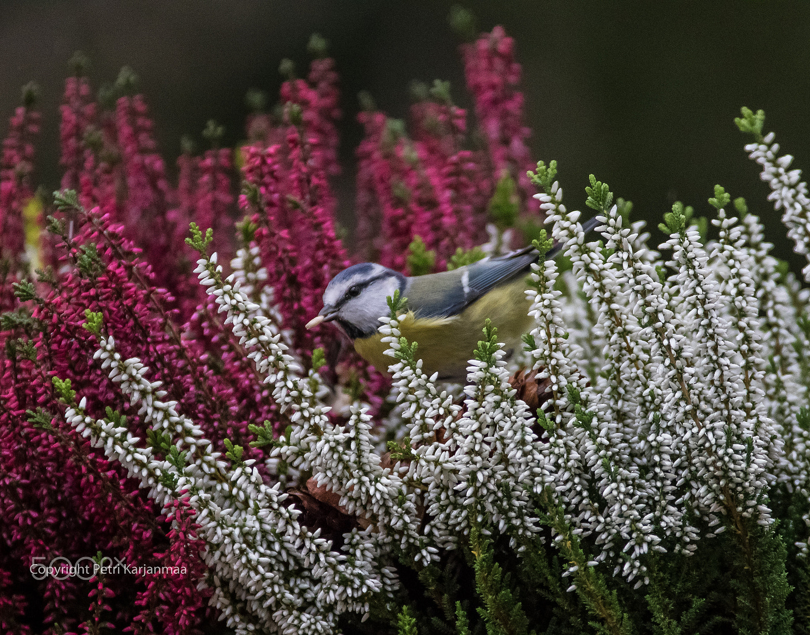 Canon EF 300mm f/2.8L + 1.4x sample photo. Everyone loves blue tits photography