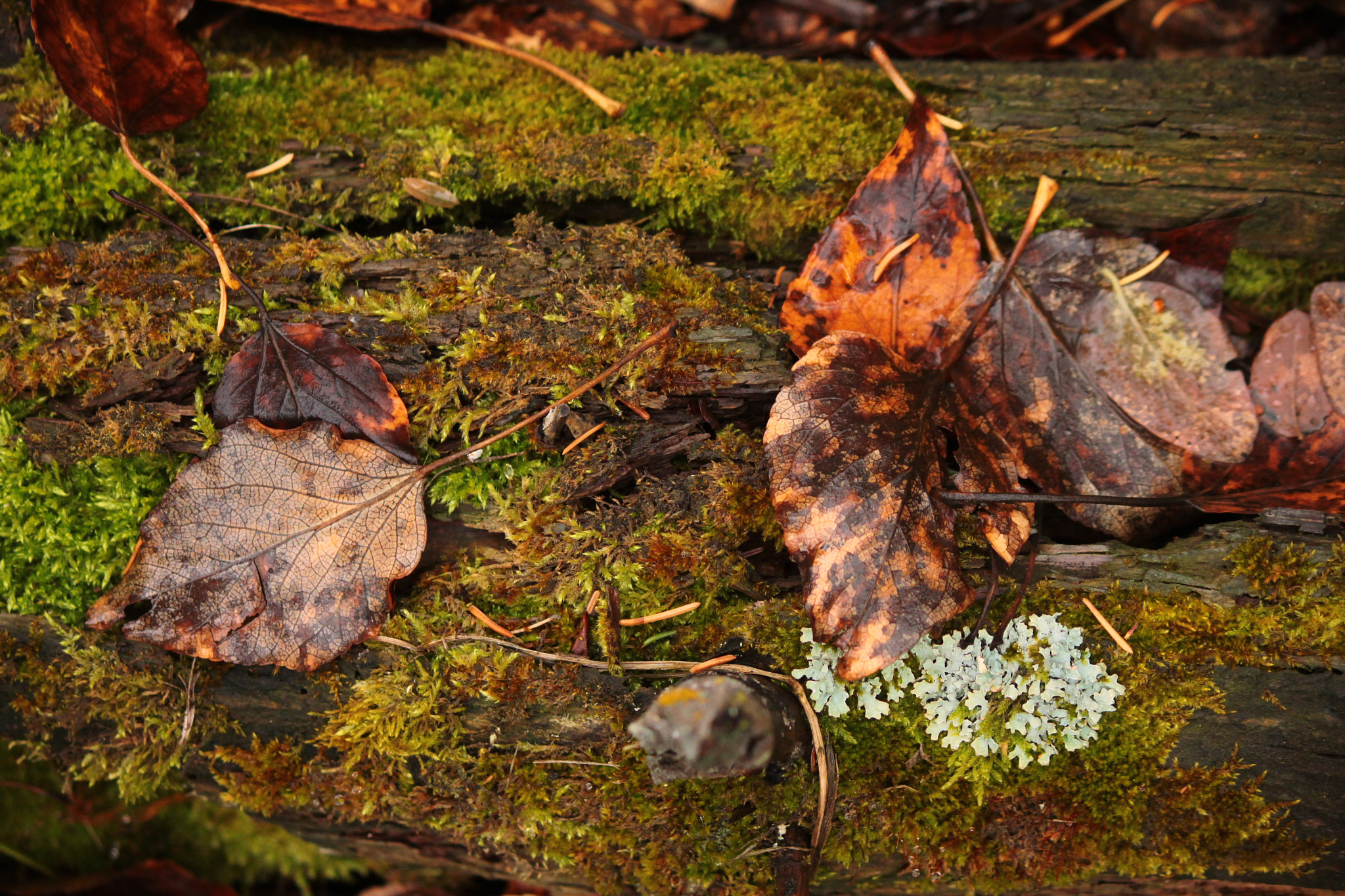 Canon EOS 550D (EOS Rebel T2i / EOS Kiss X4) sample photo. Fallen photography