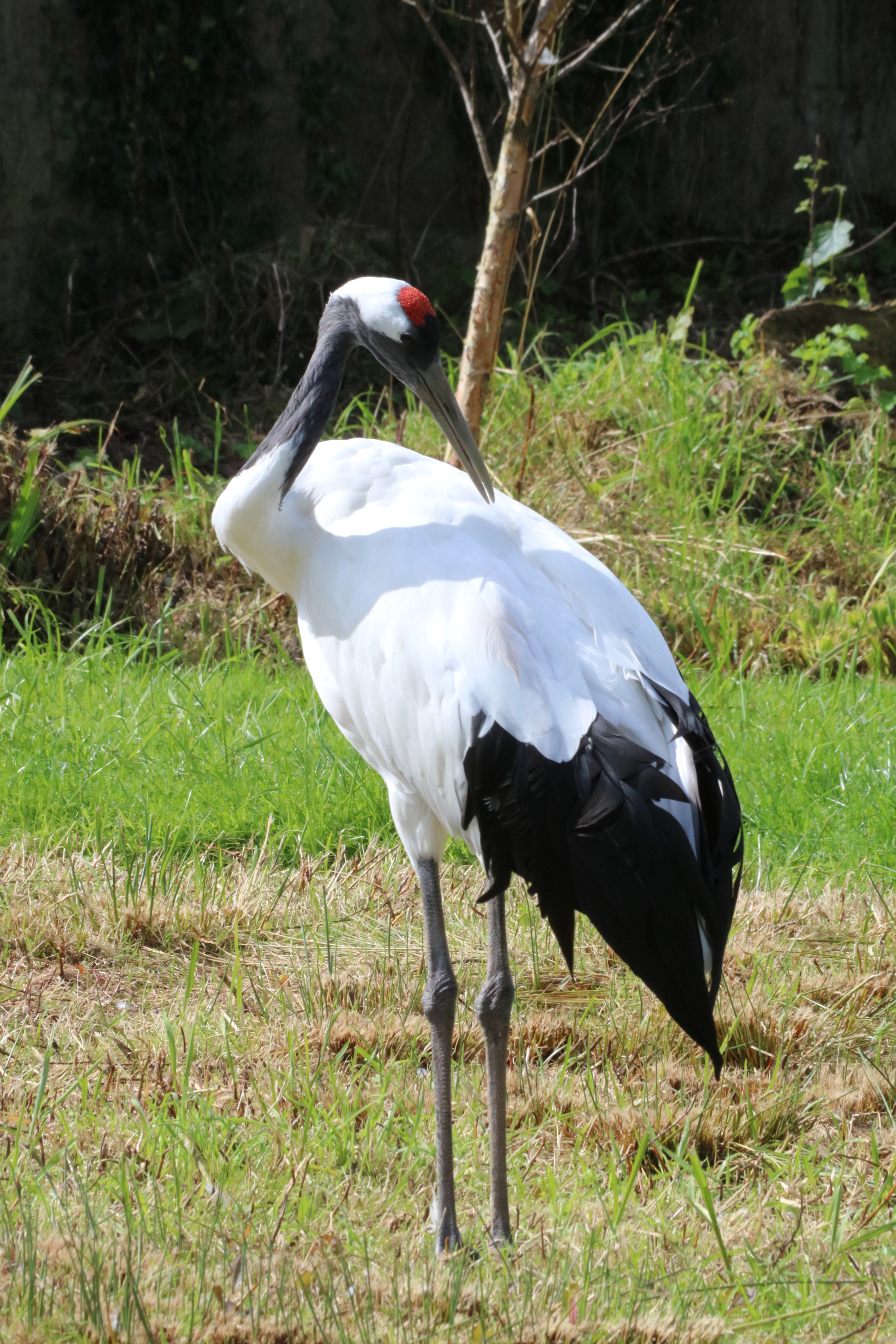 Canon EF 70-300mm F4-5.6 IS USM sample photo. () photography