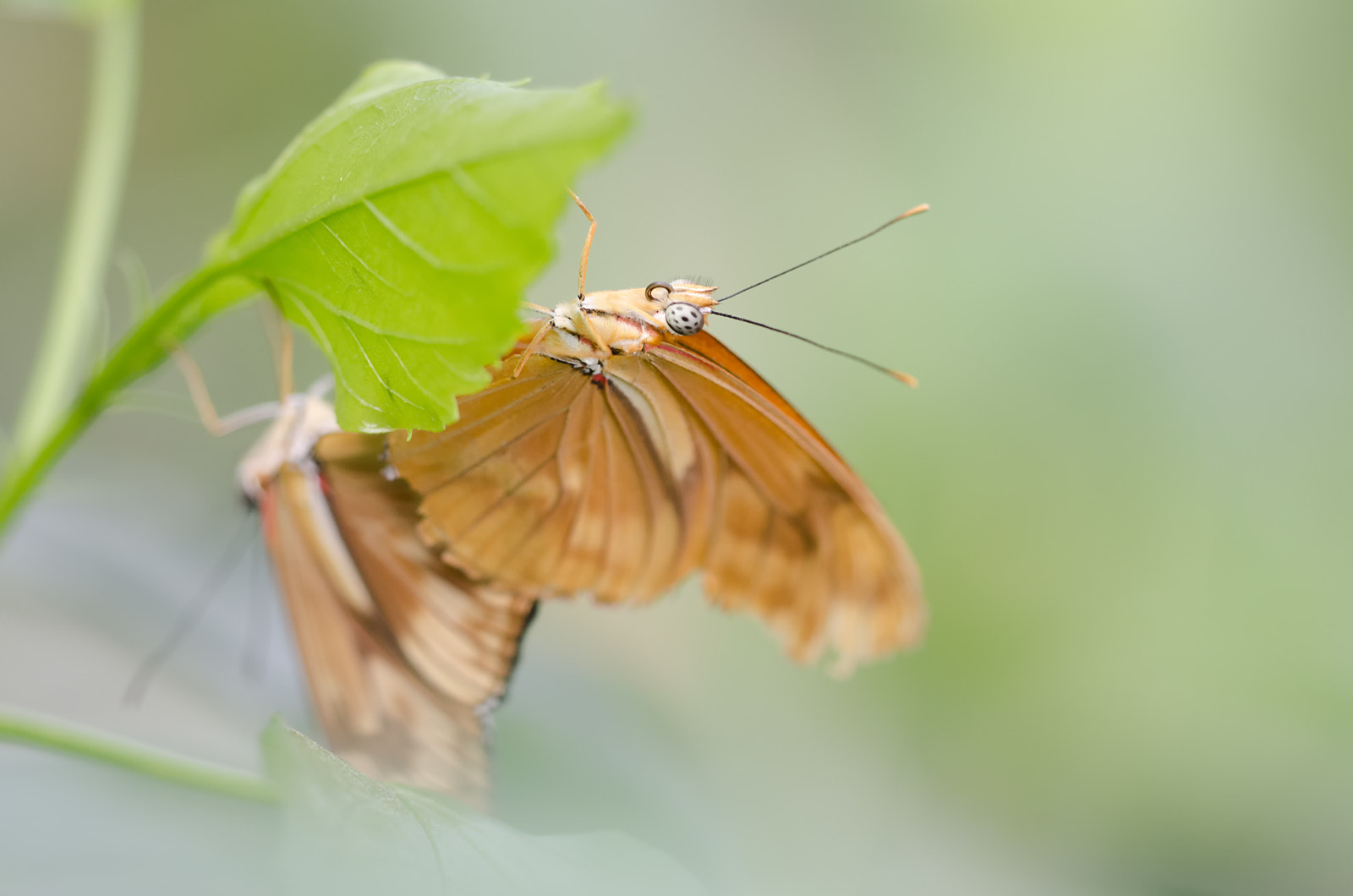 Nikon D7000 sample photo. Mating butterflies photography