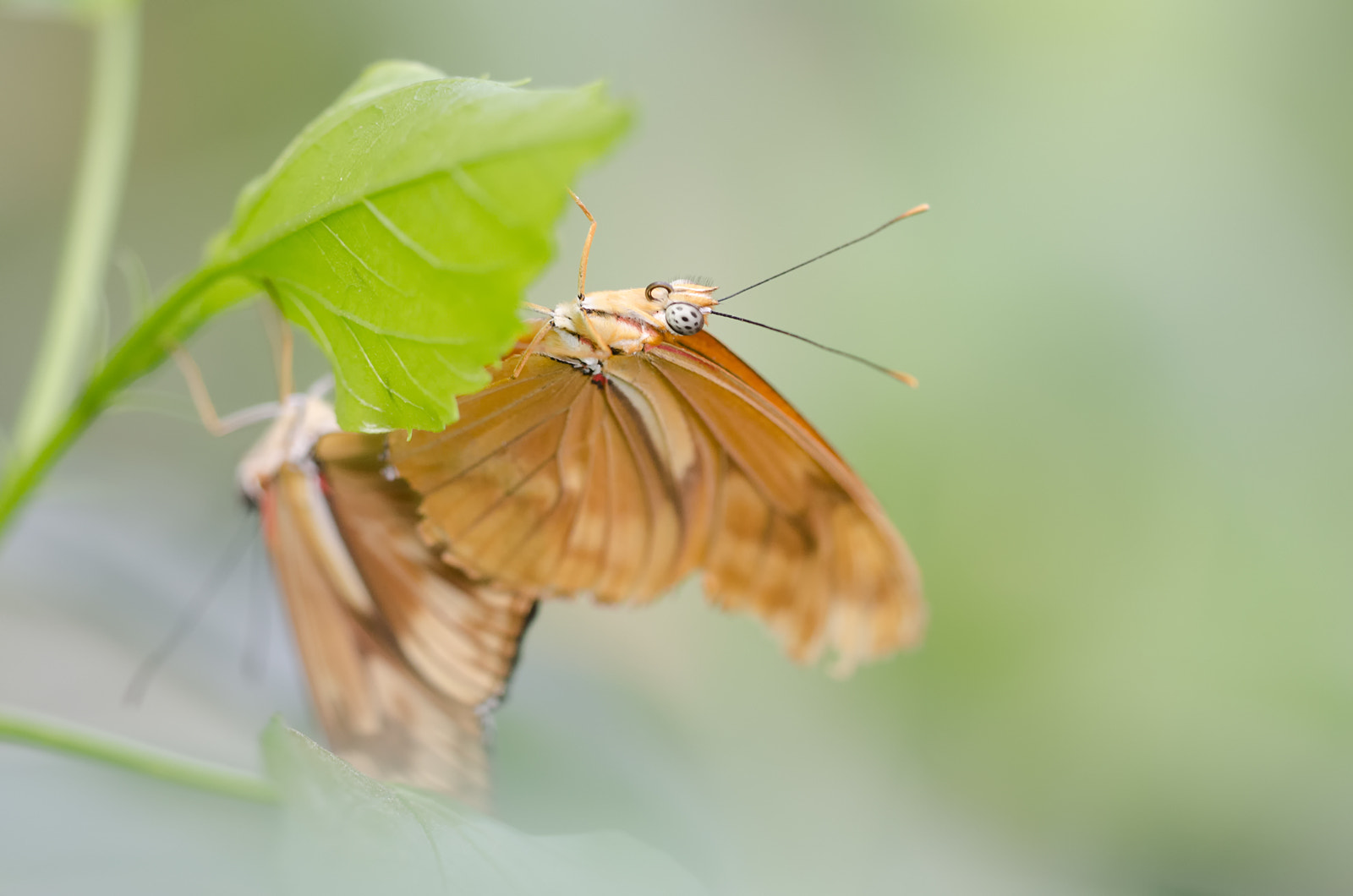 Nikon D7000 + Sigma 150mm F2.8 EX DG Macro HSM sample photo. Mating butterflies photography