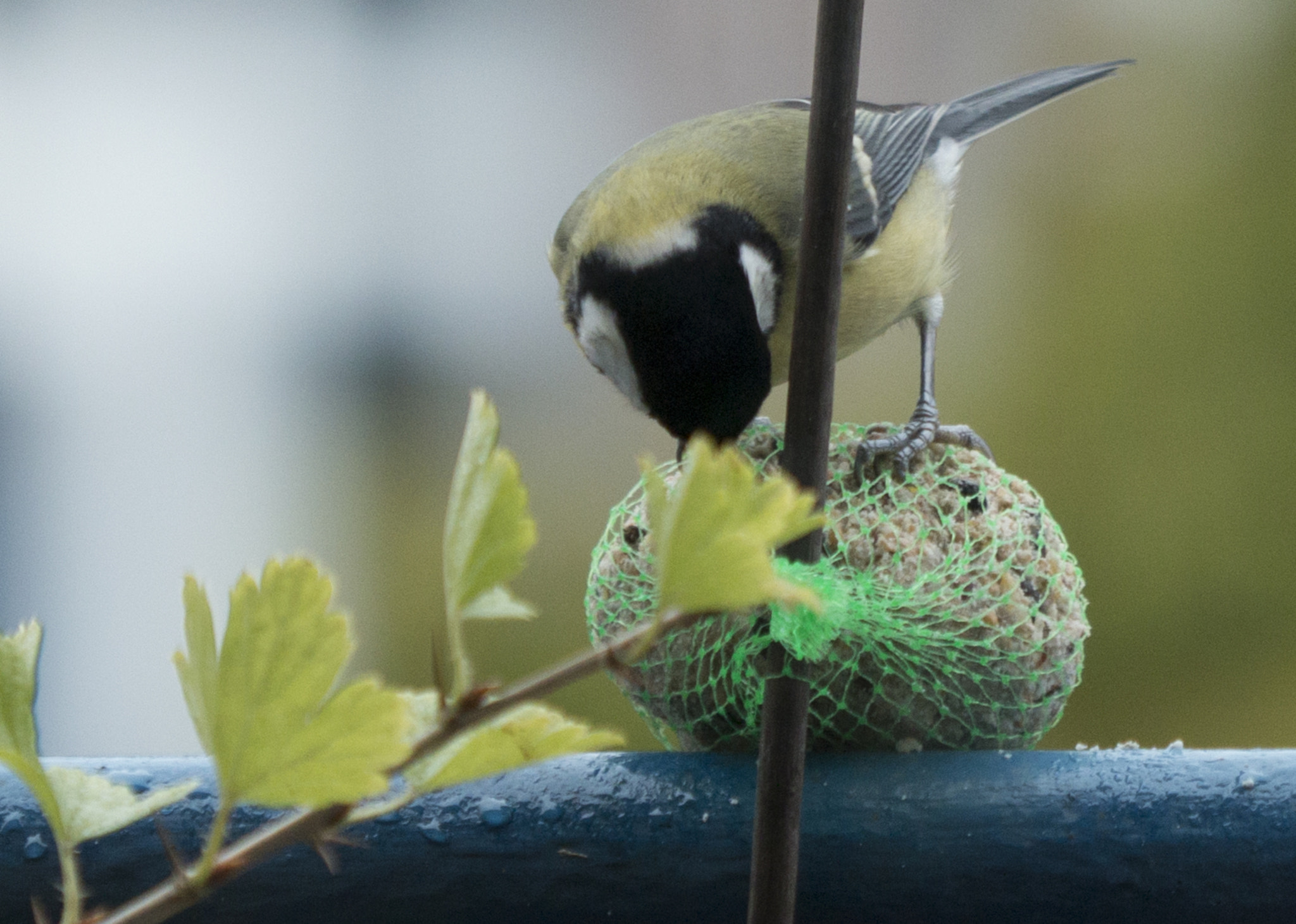 Canon EF 180mm F3.5L Macro USM sample photo. Great tit eating photography