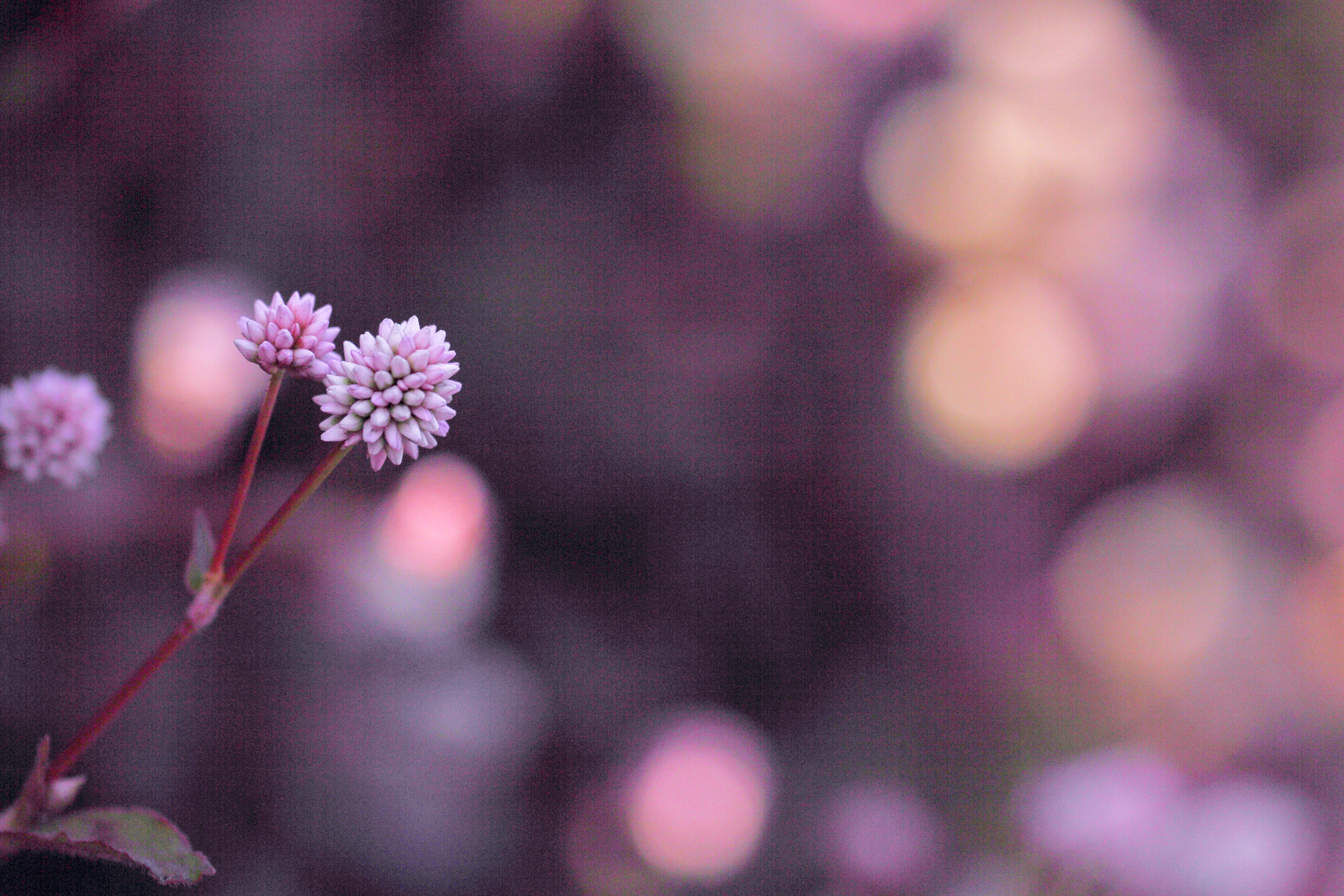 Canon EOS 60D + Tamron SP AF 60mm F2 Di II LD IF Macro sample photo. So lovely photography