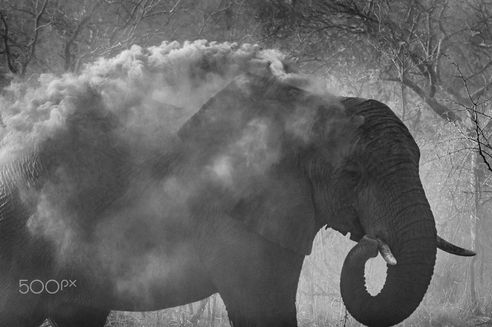 Canon EF 70-200mm F2.8L IS II USM sample photo. South africa 2016 photography