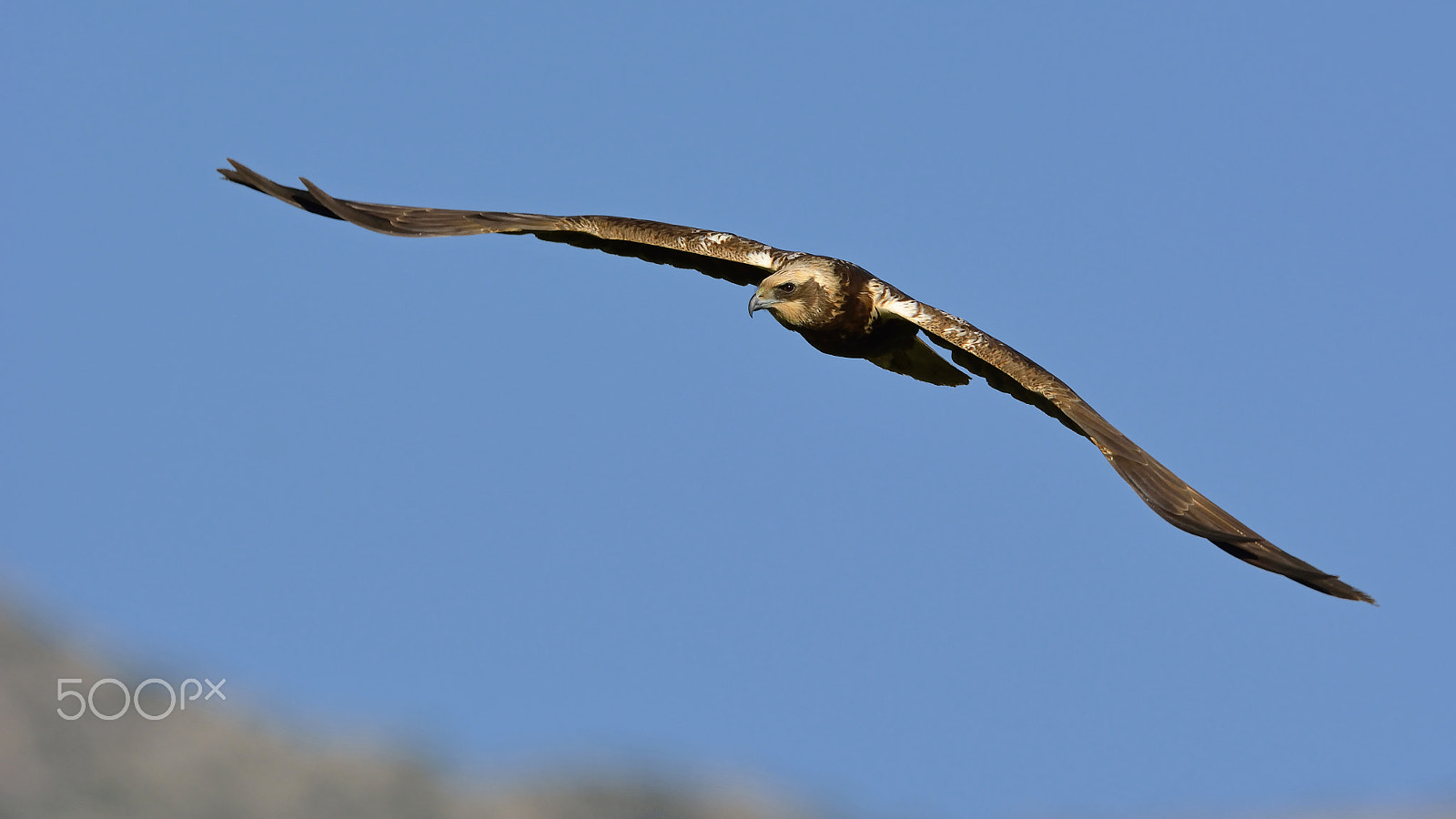 Nikon D7100 + Nikon AF-S Nikkor 500mm F4G ED VR sample photo. Marsh harrier photography