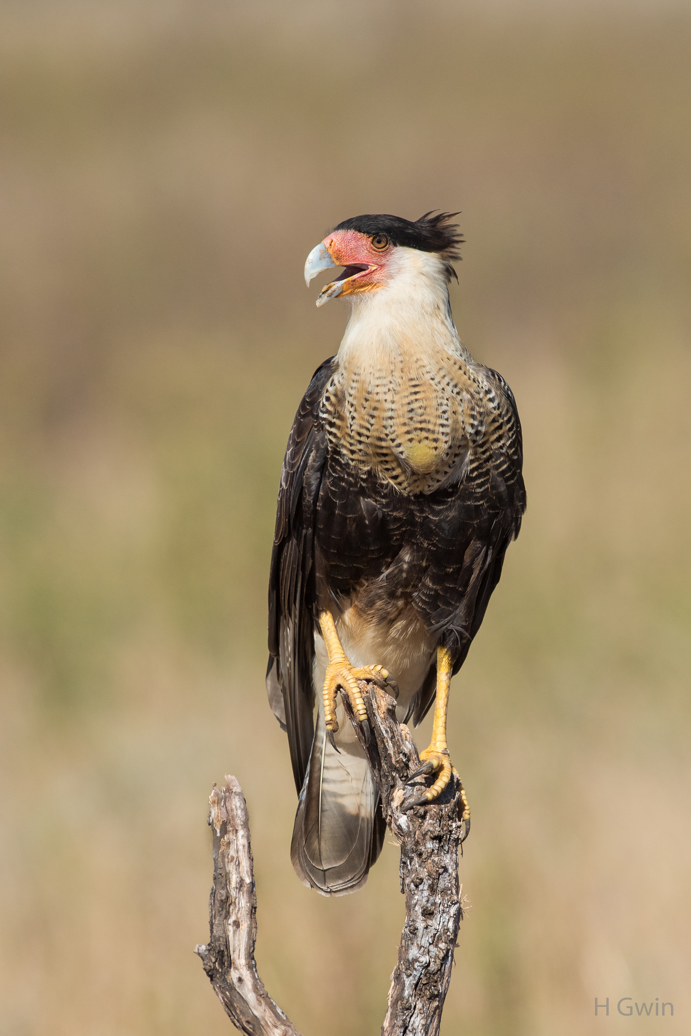 Nikon AF-S Nikkor 300mm F2.8G ED VR II sample photo. Crested caracara photography