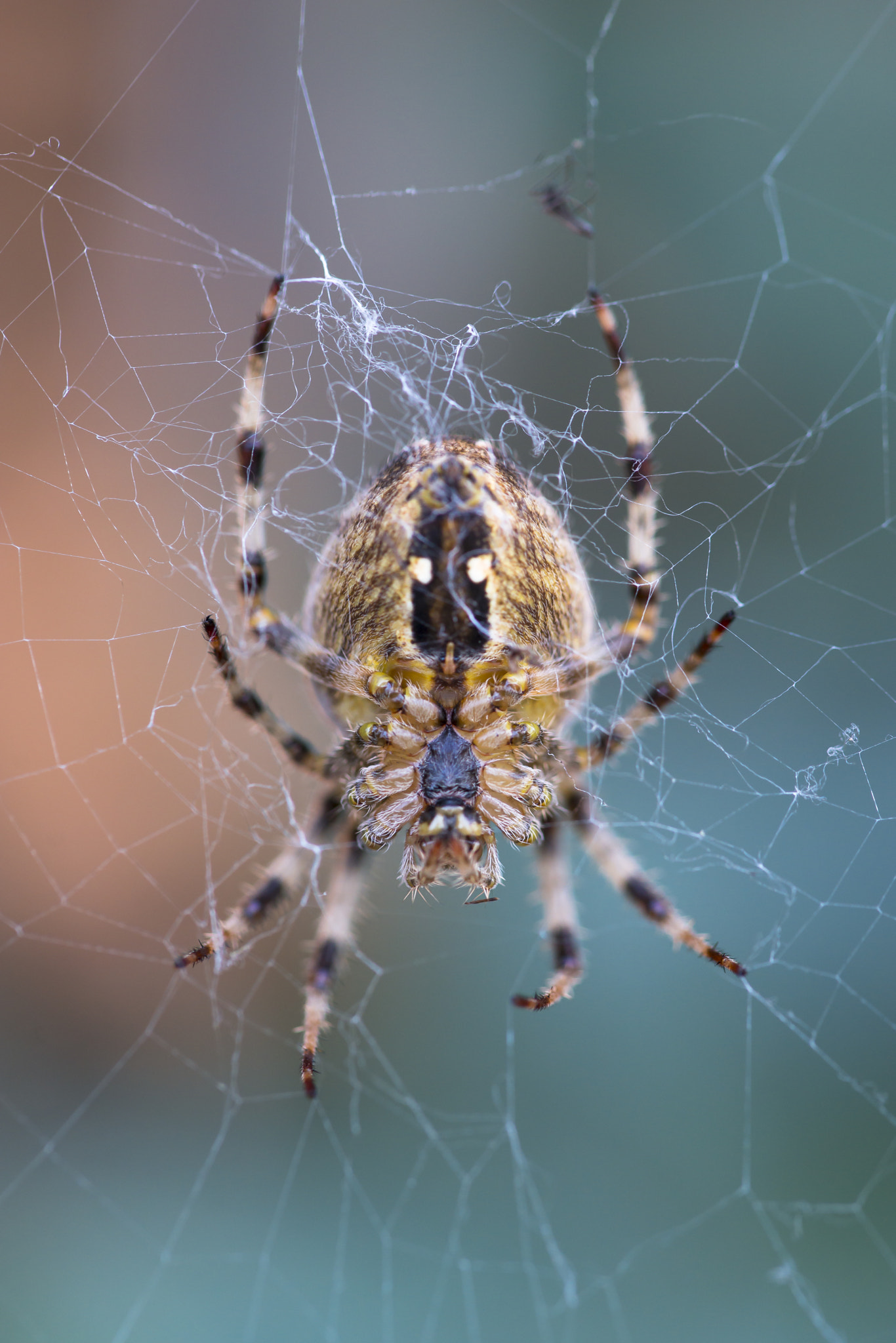 Sony a99 II + 105mm F2.8 sample photo. The web photography