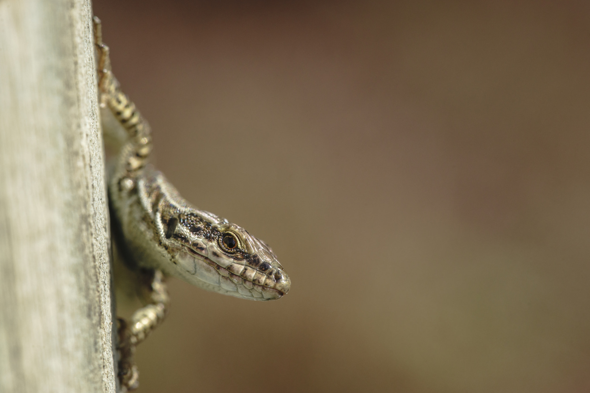 Sony a99 II + 105mm F2.8 sample photo. Hidden photography