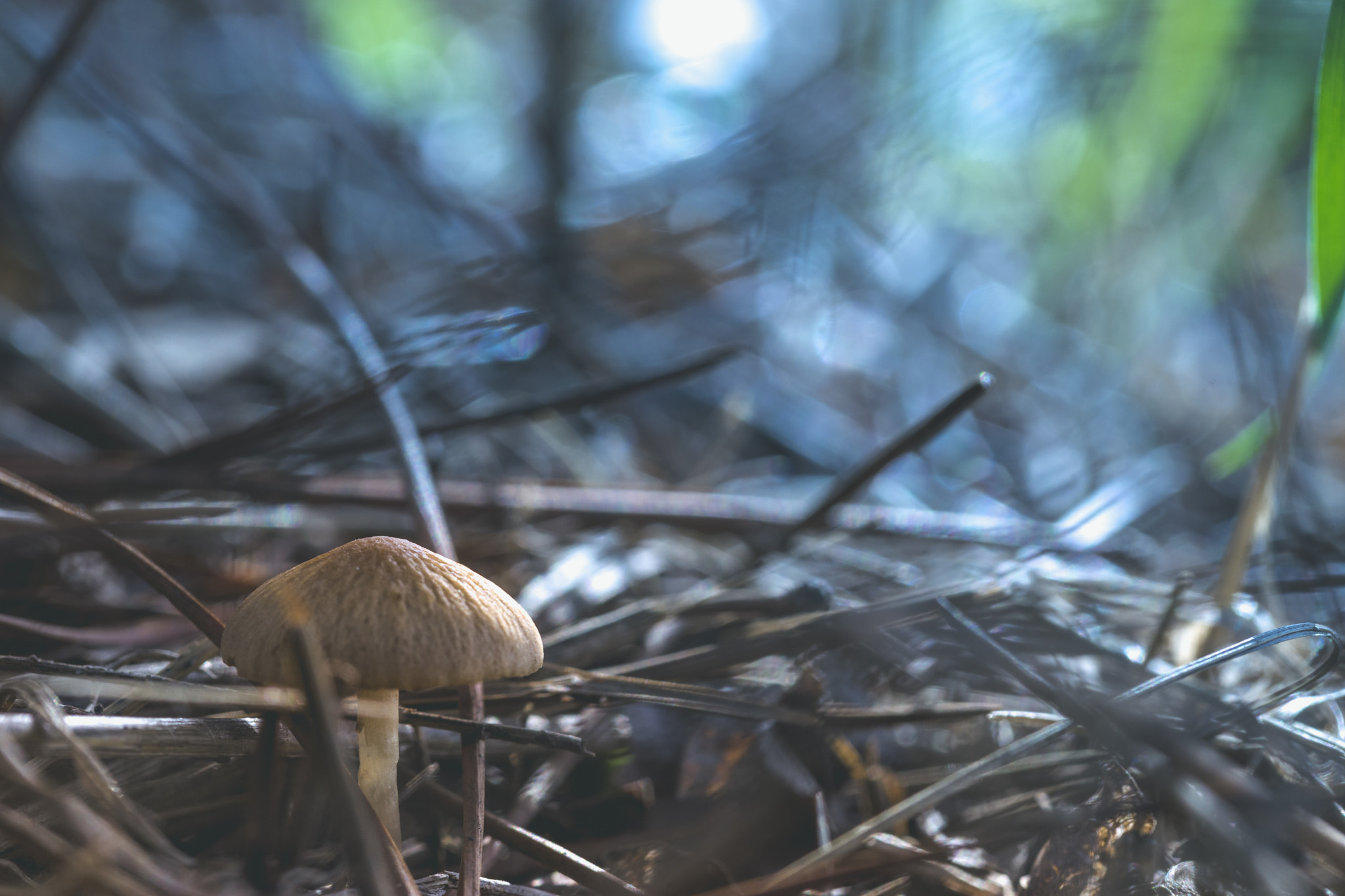 Sony a99 II + 105mm F2.8 sample photo. Background photography