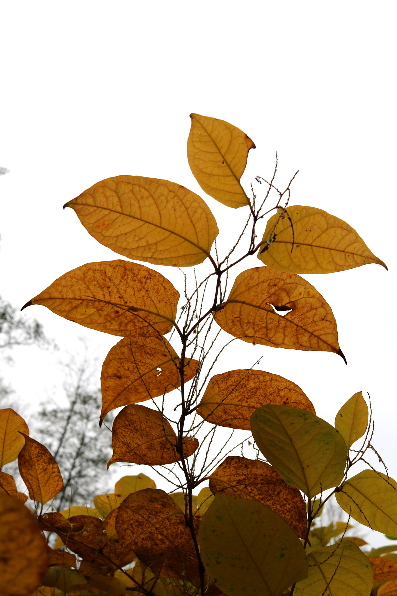 Canon EF-S 24mm F2.8 STM sample photo. Autumn leaves photography
