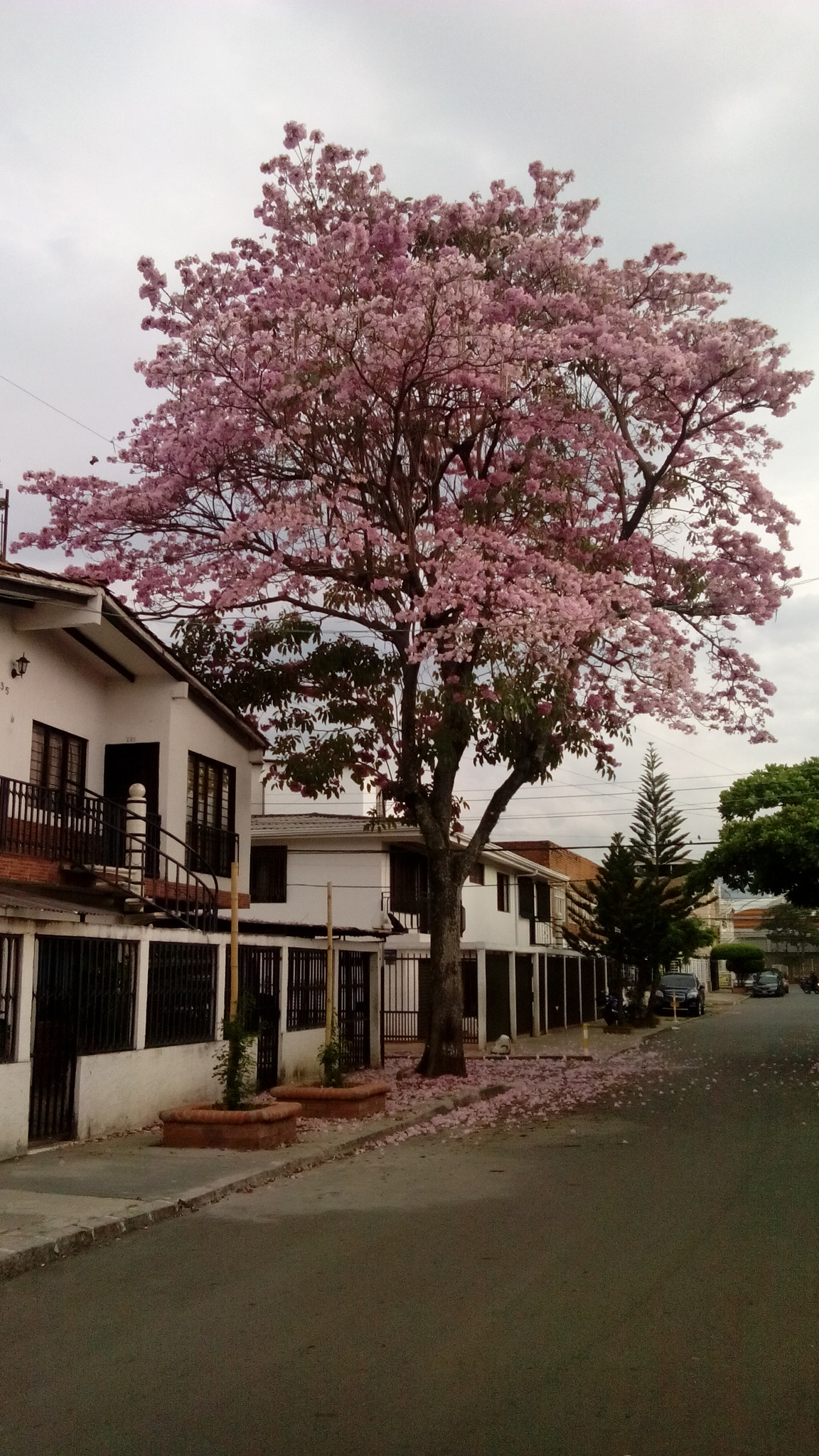 HUAWEI G610-U15 sample photo. Tree photography