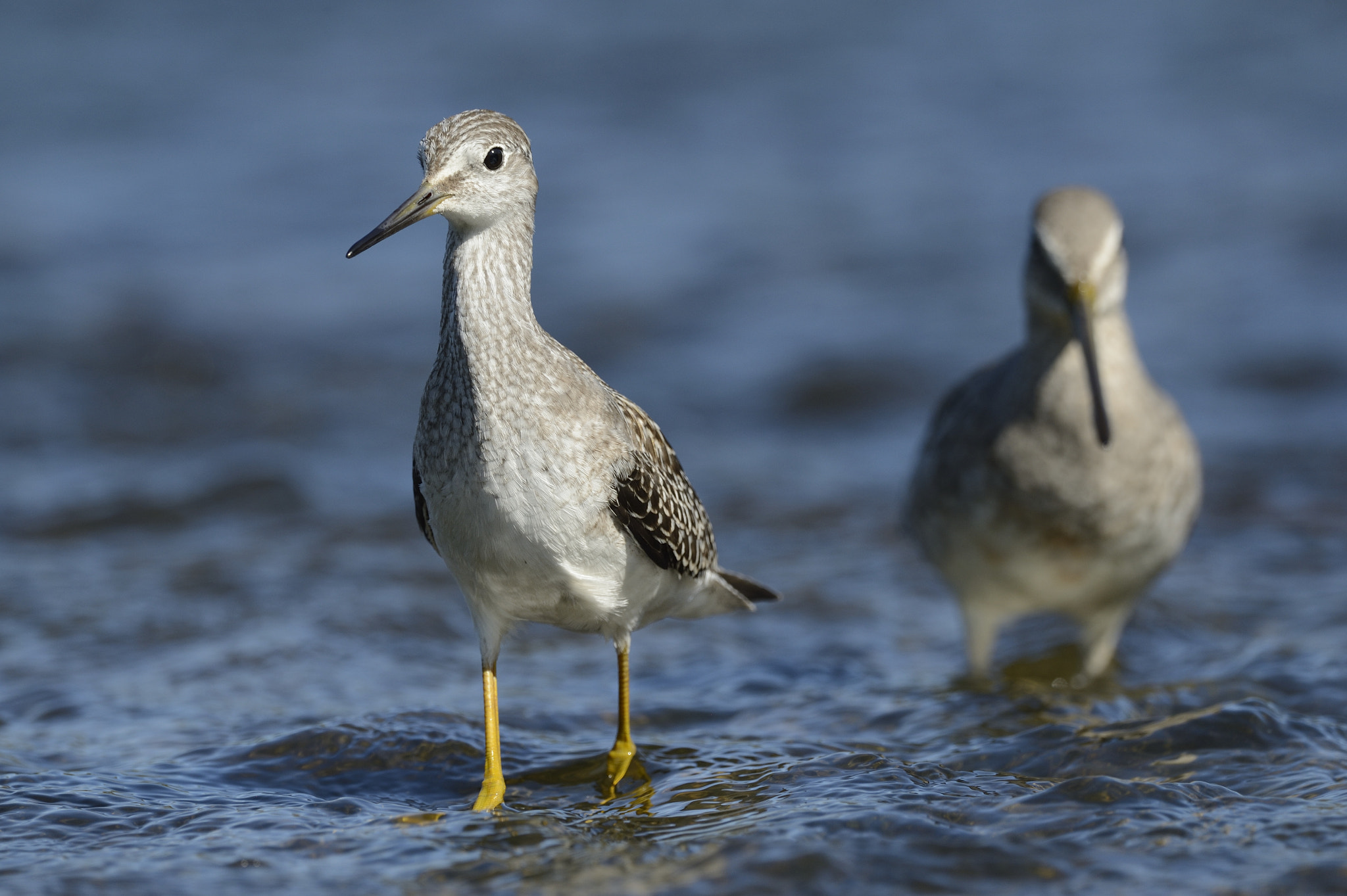 Nikon D4 sample photo. Petit chevalier / tringa flavipes / lesser yellowlegs photography