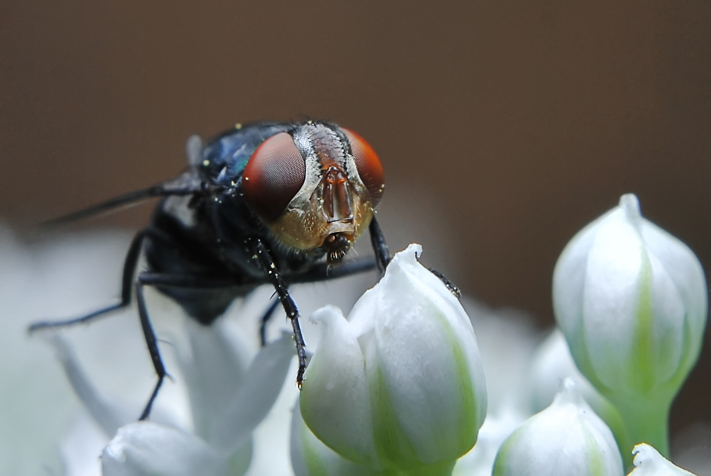 Nikon D60 + Nikon AF-S Nikkor 50mm F1.8G sample photo. Flies photography