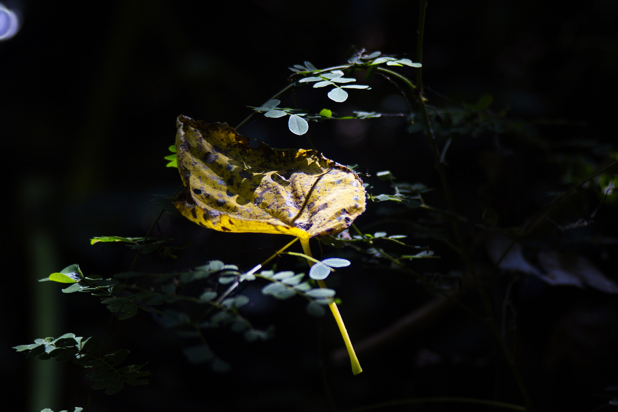Canon EF 35-105mm f/3.5-4.5 sample photo. Leaf photography