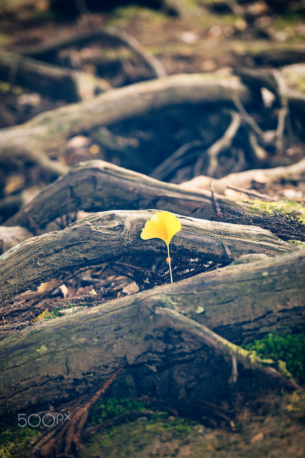 Sony a7R II + Sony 70-300mm F4.5-5.6 G SSM sample photo. Lonely autumn photography