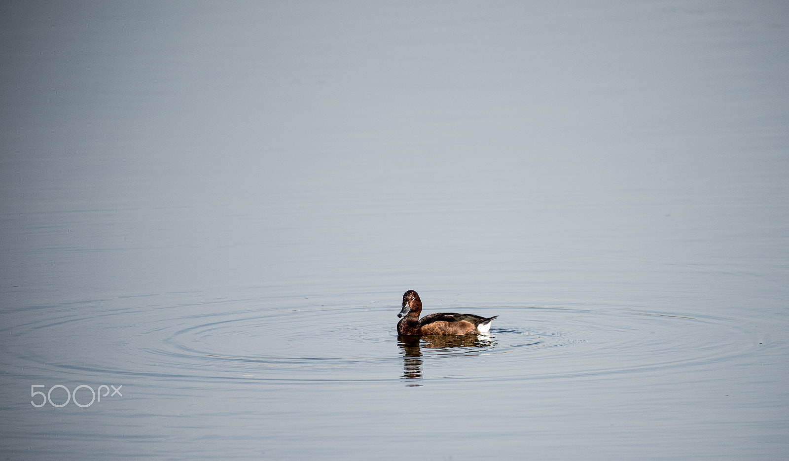 Sigma 50-500mm F4.5-6.3 DG OS HSM sample photo. In quiete...... photography