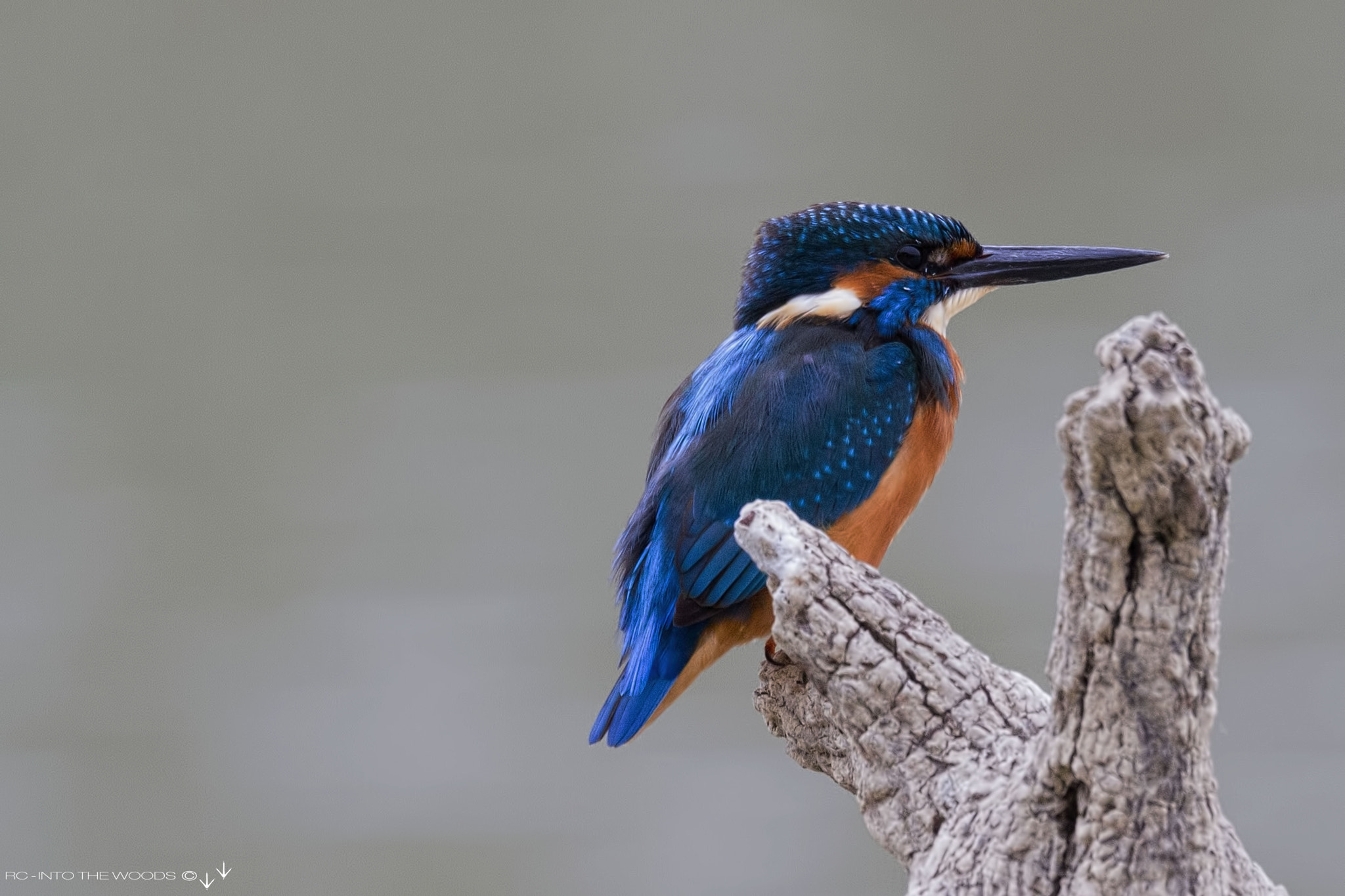 150-600mm F5-6.3 DG OS HSM | Sports 014 sample photo. King fisher photography