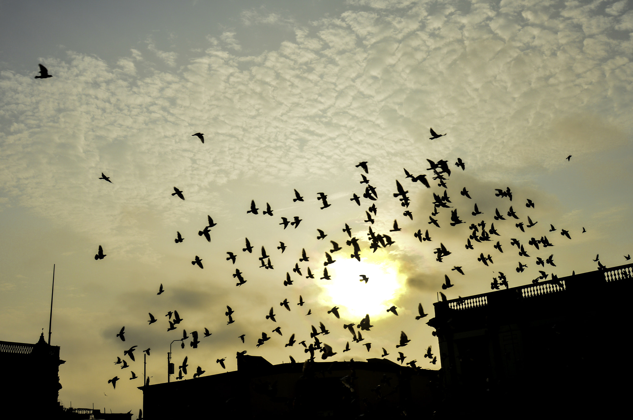 Nikon D3200 sample photo. Palomas en la basílica... photography