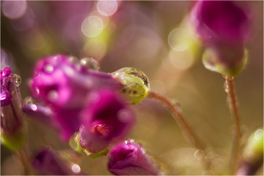 Canon EF 28-80mm f/3.5-5.6 sample photo. Raingold photography