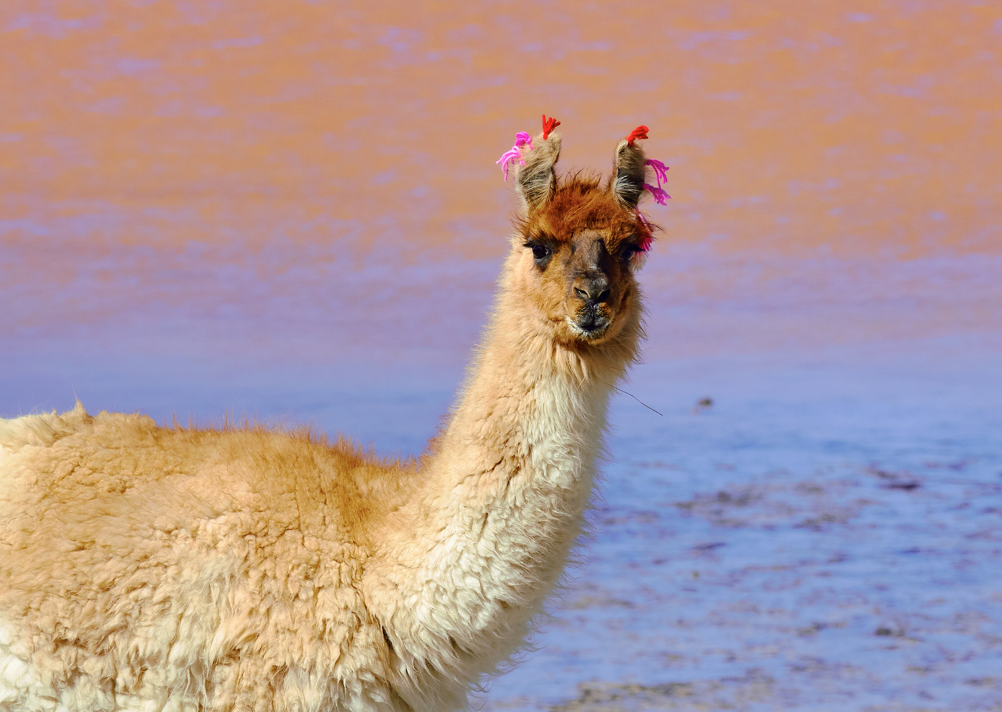 Canon EOS 30D + Canon EF 100-400mm F4.5-5.6L IS USM sample photo. Llama, laguna colorada, bolivia photography