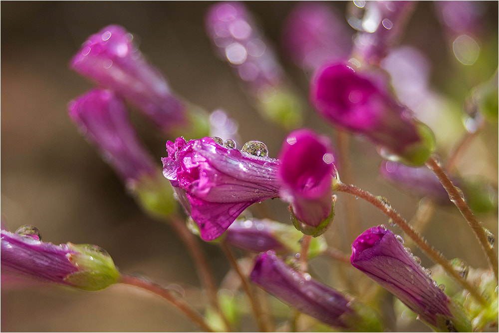 Canon EF 28-80mm f/3.5-5.6 sample photo. Raingold photography