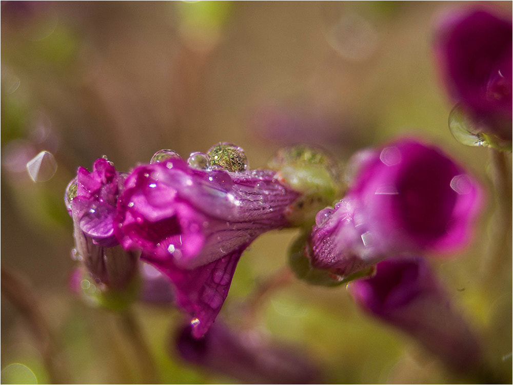 Canon EF 28-80mm f/3.5-5.6 sample photo. Raingold photography