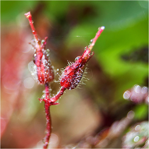 Canon EF 28-80mm f/3.5-5.6 sample photo. Raingold photography