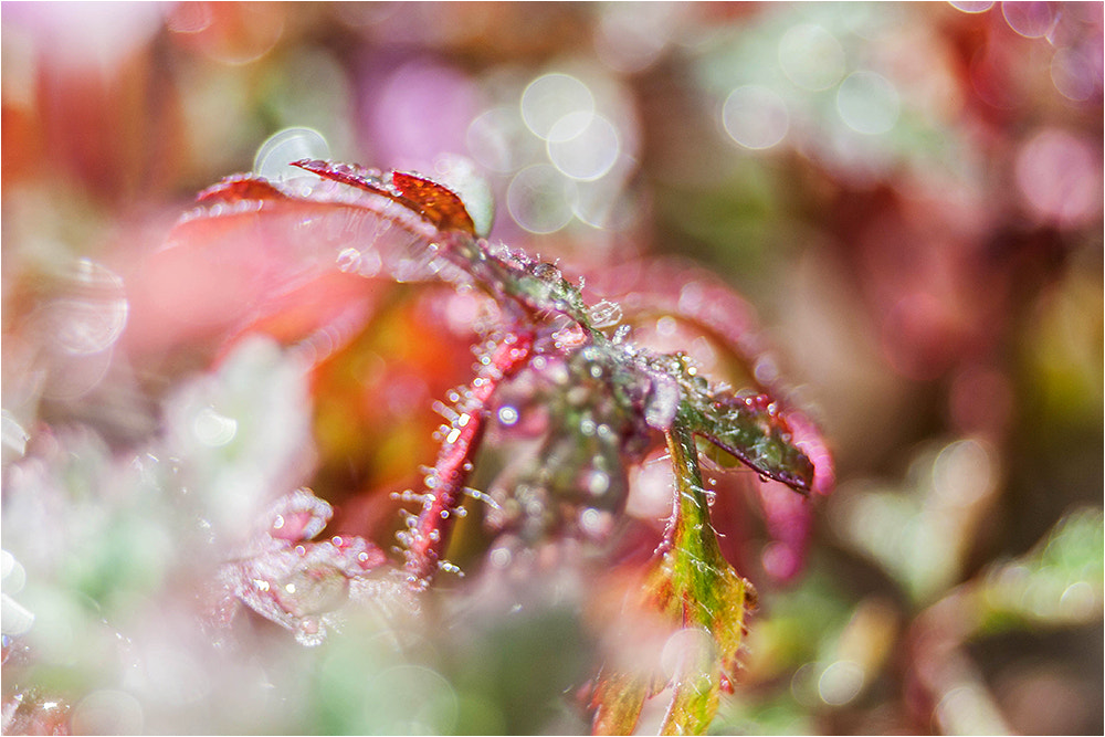 Canon EF 28-80mm f/3.5-5.6 sample photo. Raingold photography