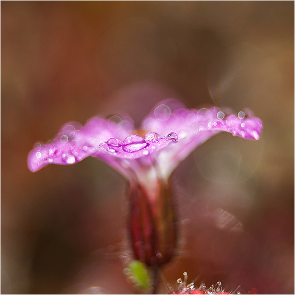 Canon EF 28-80mm f/3.5-5.6 sample photo. Raingold photography