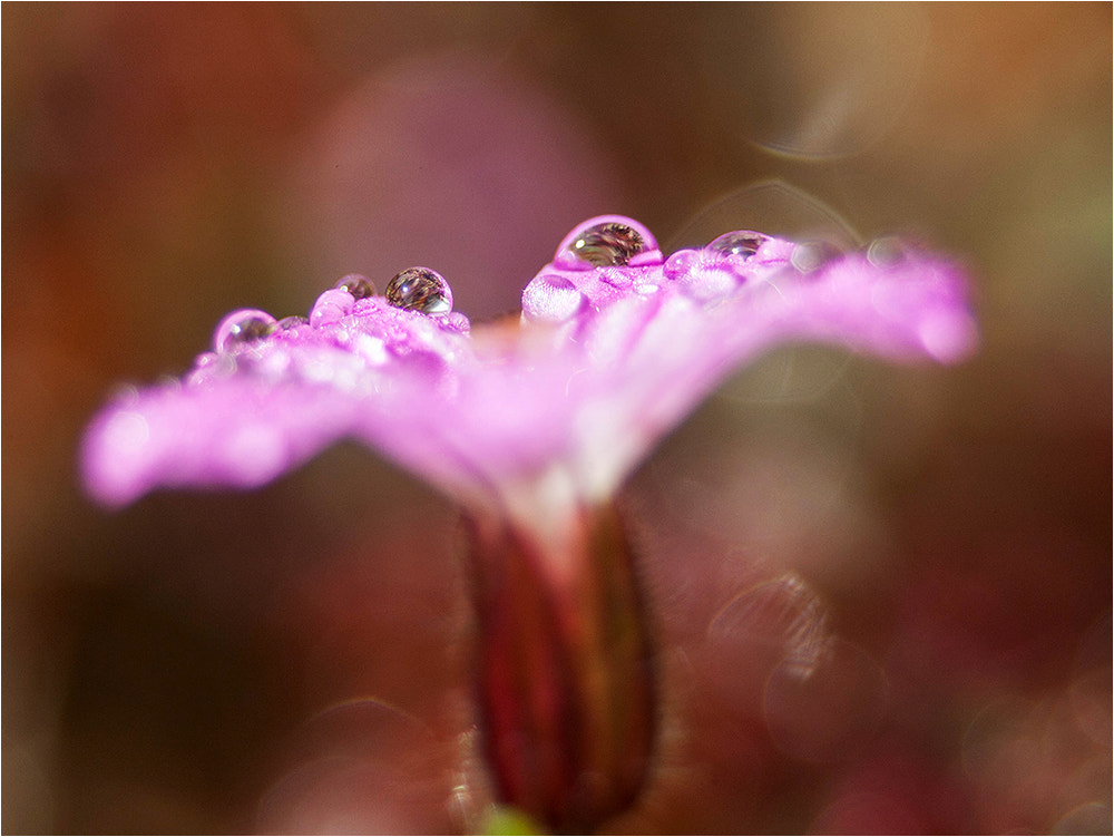 Canon EF 28-80mm f/3.5-5.6 sample photo. Raingold photography