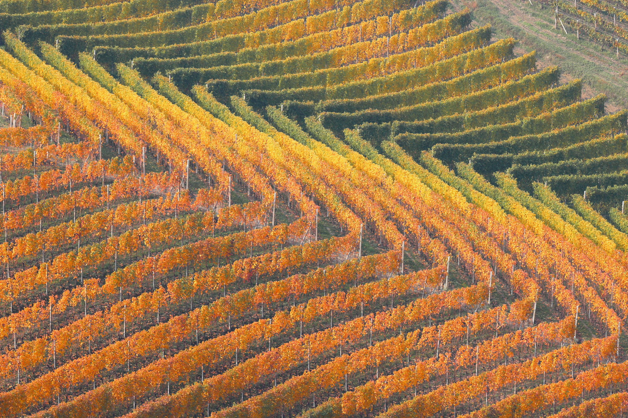 Canon EOS 600D (Rebel EOS T3i / EOS Kiss X5) + Canon EF 70-200mm F4L IS USM sample photo. Vineyards patterns photography