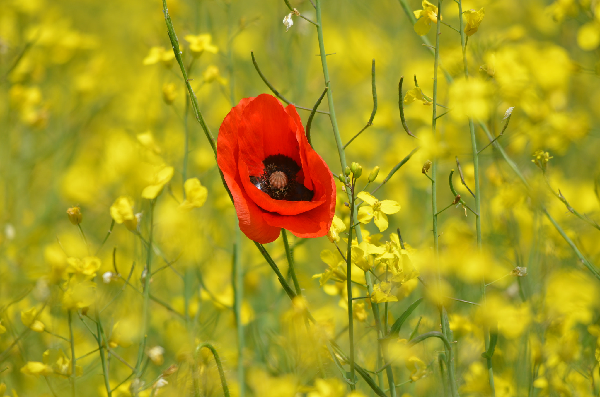 Sigma 150-500mm F5-6.3 DG OS HSM sample photo. Poppy photography