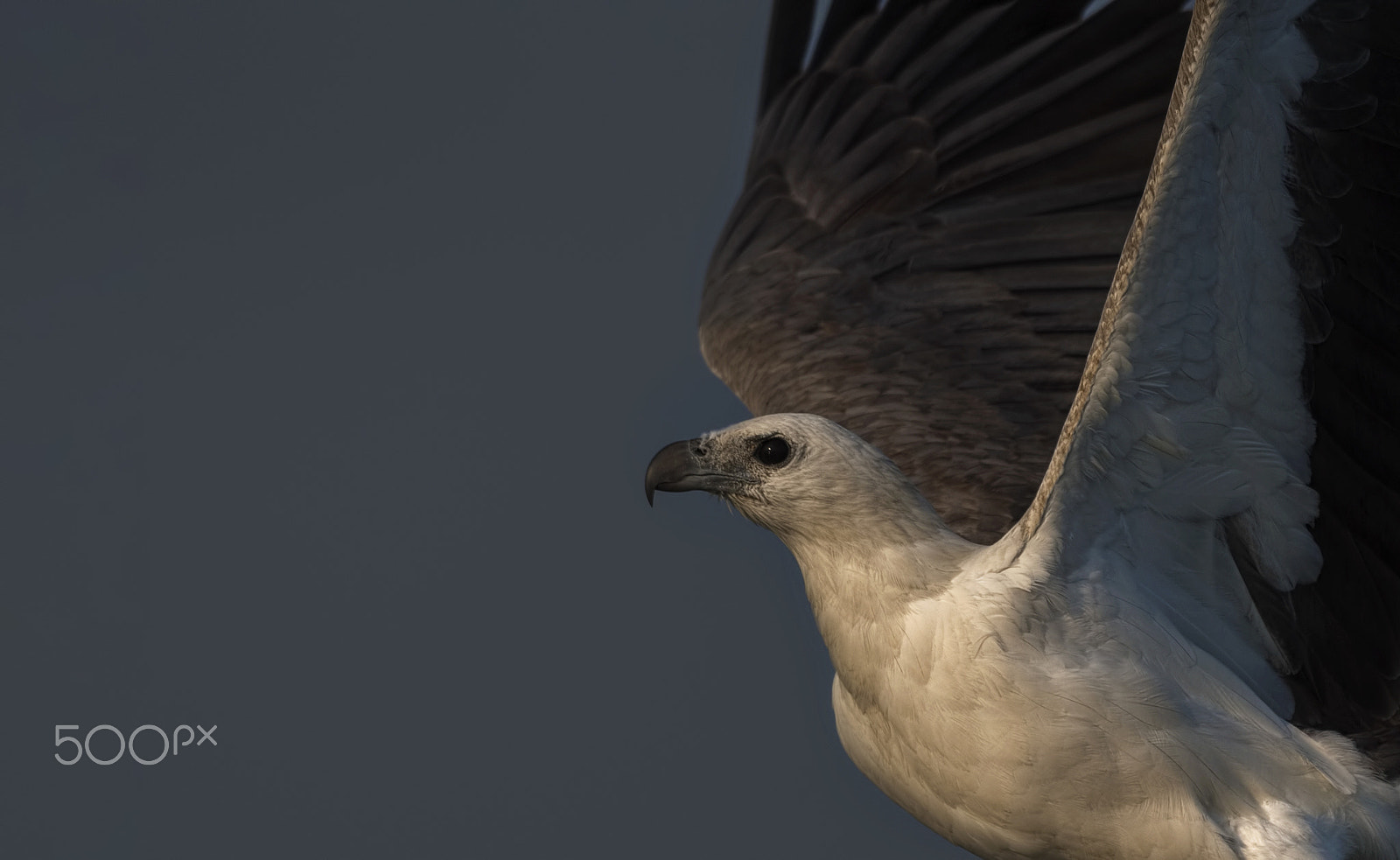 Nikon D750 + Nikon AF-S Nikkor 500mm F4G ED VR sample photo. White-bellied sea eagle photography