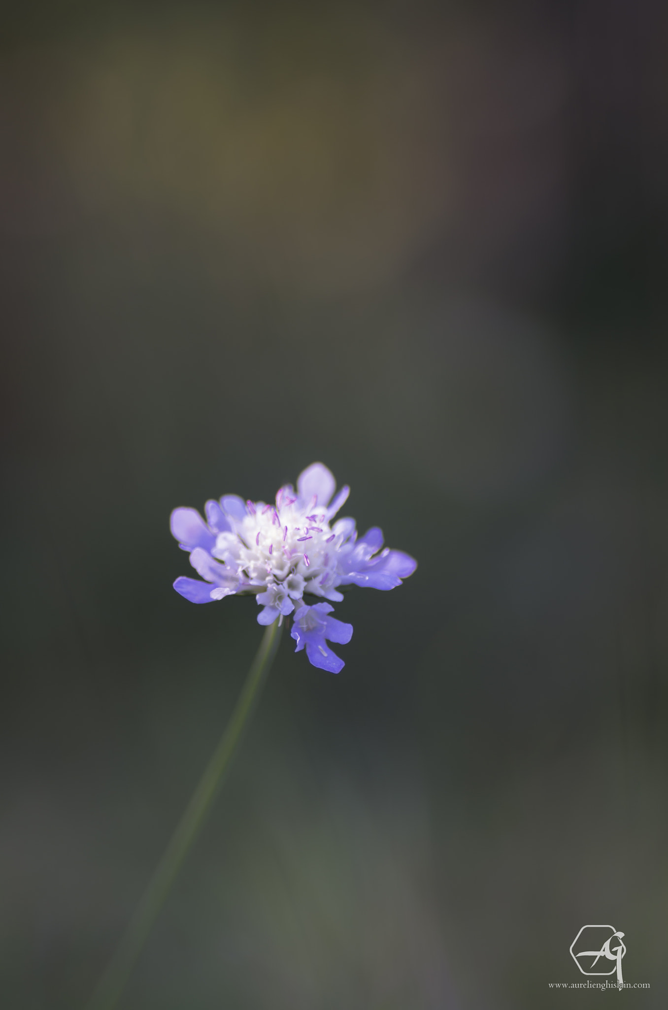 Pentax K-5 + Tamron SP AF 90mm F2.8 Di Macro sample photo. Scabieuse des champs photography