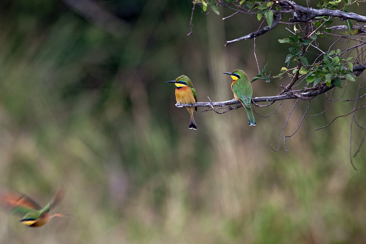 Canon EOS-1Ds Mark III + Canon EF 600mm f/4L IS sample photo. Третий лишний photography